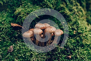 Freshly grown forest honey mushrooms