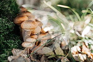 Freshly grown forest honey mushrooms