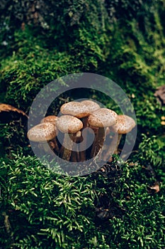 Freshly grown forest honey mushrooms