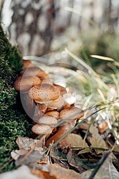 Freshly grown forest honey mushrooms