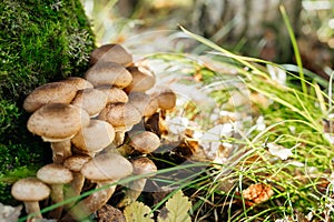 Freshly grown forest honey mushrooms