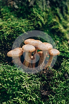 Freshly grown forest honey mushrooms