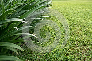 Freshly grown grass, shallow depht of field