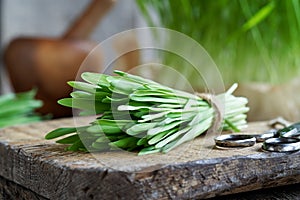 Freshly grown green barley grass - alternative medicine