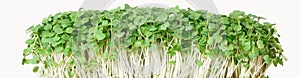 Freshly grown microgreen arugula isolated on white background close-up photo