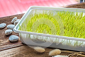 Freshly grown organic Wheatgrass ready to juice