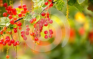 Freshly Grown Tayberrys