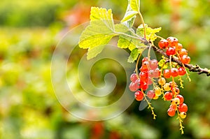 Freshly Grown Tayberrys