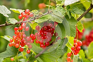 Freshly Grown Tayberrys