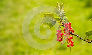 Freshly Grown Tayberrys