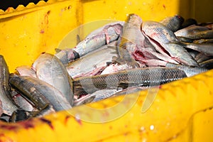 Freshly gutted herring in a yellow box on a fishing boat, selected focus