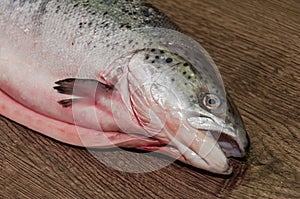 Freshly gutted salmon fish on the kitchen table