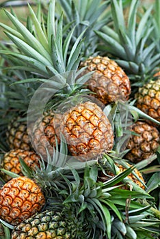 Freshly harvest organic pineapple.