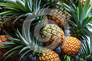 Freshly harvest organic pineapple.