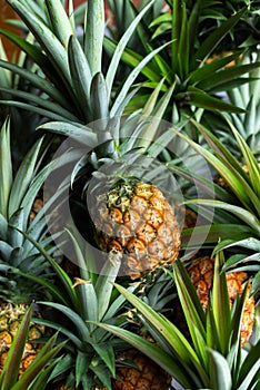 Freshly harvest organic pineapple.