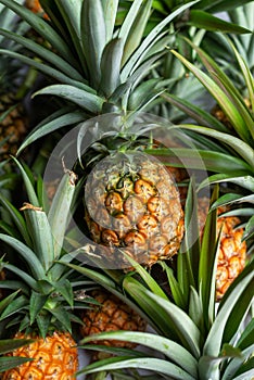 Freshly harvest organic pineapple