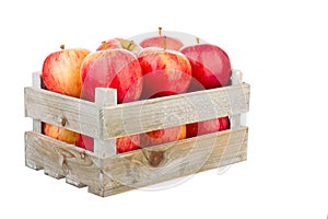 Freshly harvested apples in a wooden crate photo
