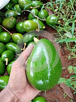 freshly harvested avocado