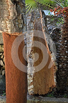 Freshly harvested bark of cork tree - quercus suber