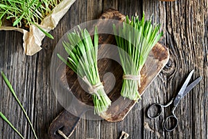 Freshly harvested barley grass on a rustic background, top view