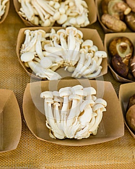 Freshly harvested Beech mushrooms