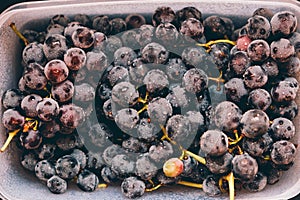 Freshly harvested blue grapes. Wine grapes background. Freshly harvested black grapes grown in a home vineyard