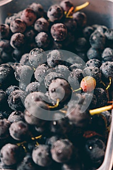Freshly harvested blue grapes. Wine grapes background. Freshly harvested black grapes grown in a home vineyard