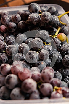 Freshly harvested blue grapes. Wine grapes background. Freshly harvested black grapes grown in a home vineyard