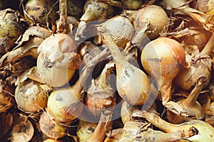 Freshly harvested bulb onions drying