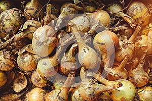 Freshly harvested bulb onions drying