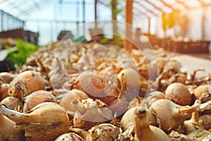 Freshly harvested bulb onions drying