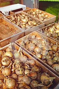 Freshly harvested bulb onions drying