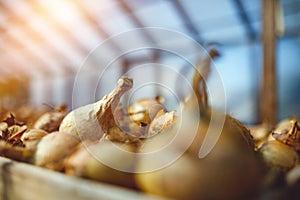 Freshly harvested bulb onions drying