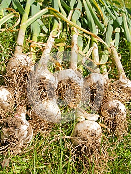 Freshly harvested bulbs of garlic drying in the summer sun