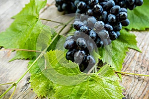 Freshly harvested bunch of ripe black grape on the old wooden table. Autumn harvest. Selective focus. Shallow depth of field