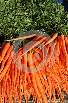 Fresco raccolto una carota 