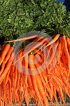 Freshly harvested carrots