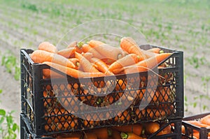 Freshly harvested carrots in boxes. Eco friendly vegetables ready for sale. Summer harvest. Agriculture. Farming. Agro-industry.