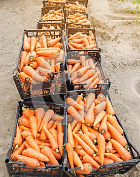 Freshly harvested carrots in boxes. Eco friendly vegetables ready for sale. Summer harvest. Harvesting. Agriculture. Farming. Agro