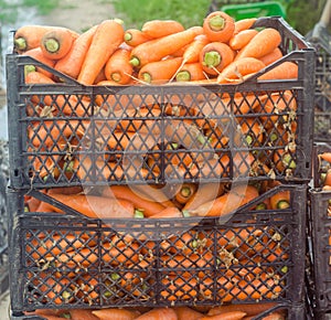 Freshly harvested carrots in boxes prepared for sale. Growing eco-friendly products in farm. Agriculture and farming. Seasonal