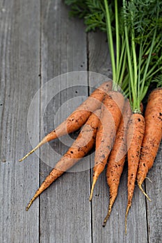 Freshly harvested carrots with green leaves
