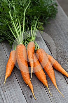 Freshly harvested carrots with green leaves