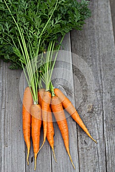 Freshly harvested carrots with green leaves