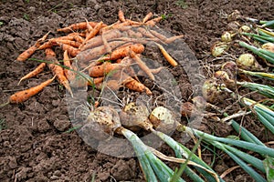 Freshly harvested carrots and onions on the ground