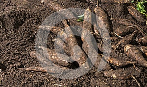 Freshly harvested cassava root - Manihot esculenta