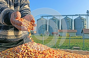 Freshly harvested corn grains
