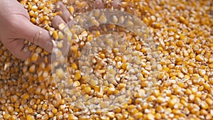 Freshly harvested corn grains. Agriculture background, corn harvesting