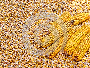 Corn grains heap freshly harvested photo