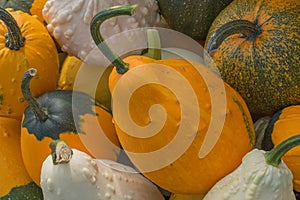 Freshly harvested decorative squash varieties with warty skin ready for sale at the market