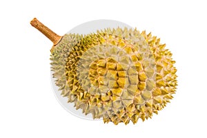 Freshly harvested durian fruit of the top grade Musang King variety photo